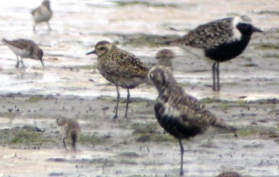 Pacific Golden-Plover 137