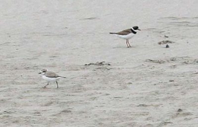 Semipalmated (139) and Snowy (138) Plovers