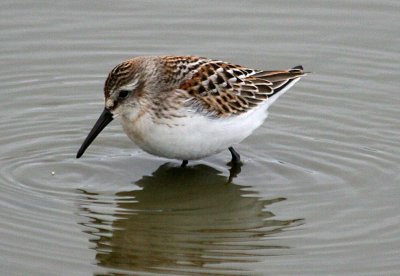 Western Sandpiper (168)