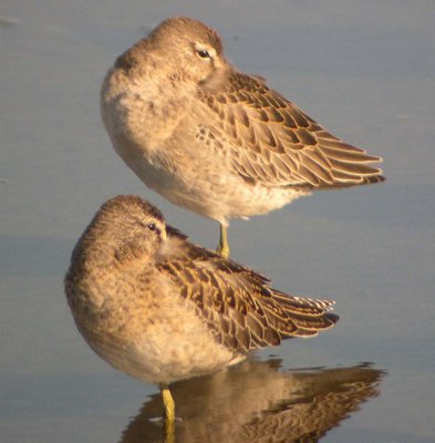 LB Dowitcher 182 & SB Dowitcher 181