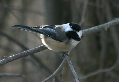 Black-capped Chickadee  328