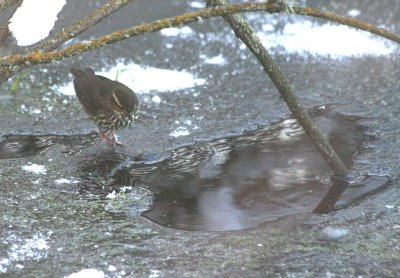 Northern Waterthrush  394