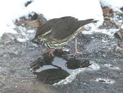 Northern Waterthrush  394