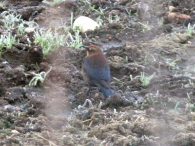 Rusty Blackbird  442