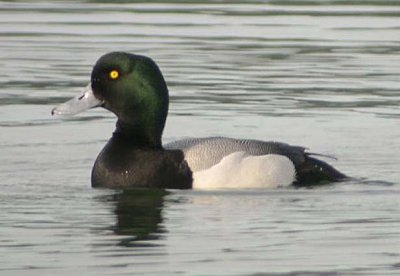 Greater Scaup  29