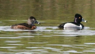 Ring-necked Duck  27