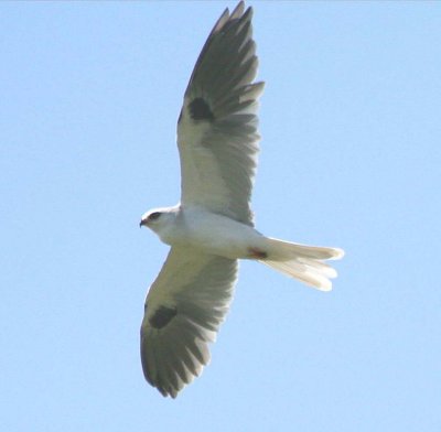 White-tailed Kite  110