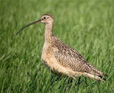 Long-billed Curlew 158