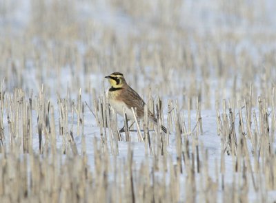 Horned Lark  320
