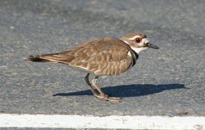 Killdeer 141