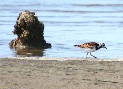 Ruddy Turnstone 162