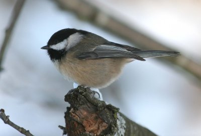 Black-capped Chickadee  328