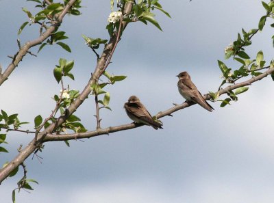 Northern Rough-winged Swallow  324