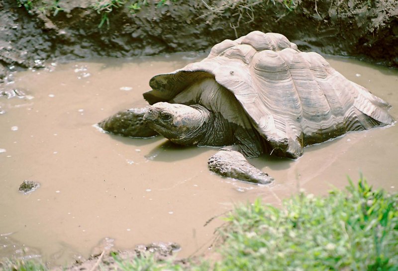 Galapagos tortoise, Peoria Zoo