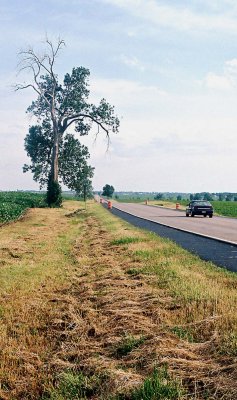 Lonesome tree, Cazenovia