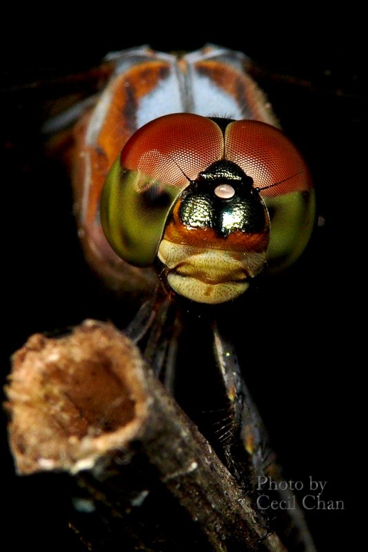 SgB001 Dragonfly.jpg