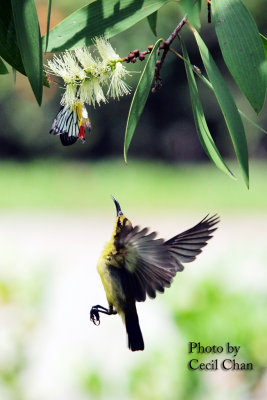 Bird in flight2.jpg