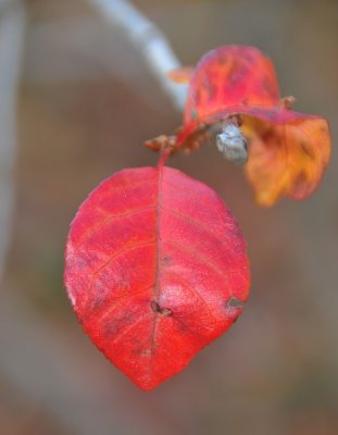 Red leaf