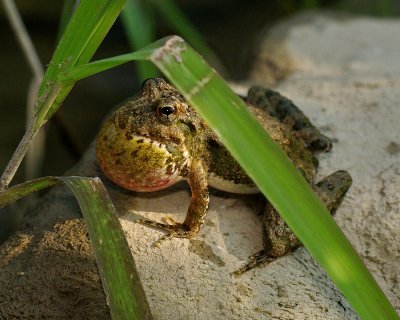 Cricket Frog IMGP5451.jpg