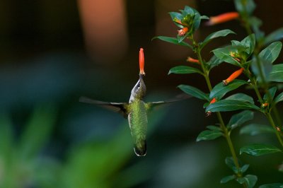 Hummingbirds feeding from Cuphea blooms