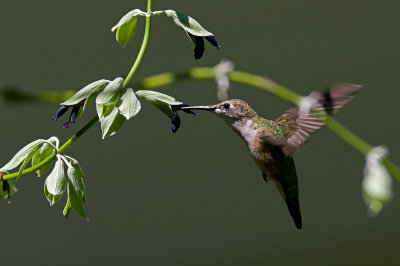 Salvia Discolor and hummingbird