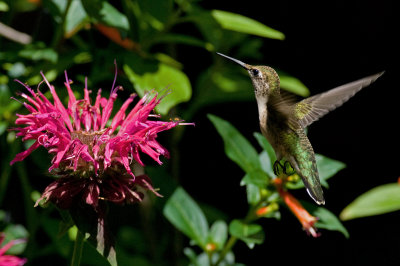 Monarda Raspberry Wine IMGP6178.jpg