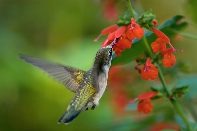Hummingbirds and Salvias 2008