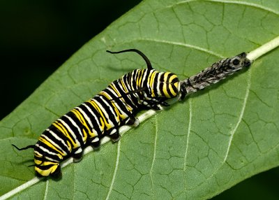 Monarch Caterpillar IMGP6484.jpg