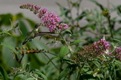 Pink Butterfly Bush IMGP6569.jpg