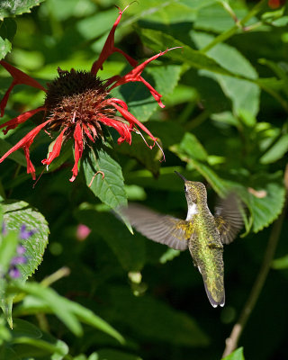 Jacob Cline Monarda fading IMGP6733.jpg