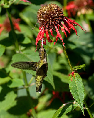 Monarda Jacob Cline IMGP6840.jpg