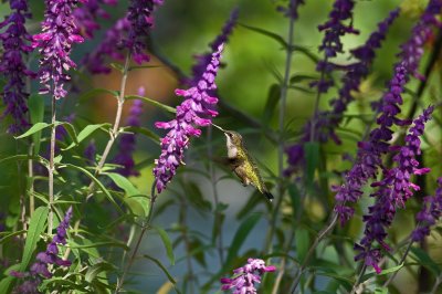 Salvia Leucantha IMGP0957.jpg