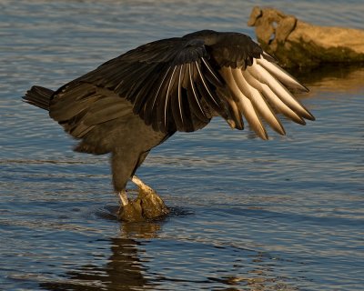 Black Vulture IMGP1375.jpg