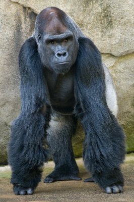 Western Lowland Gorilla IMGP3642.jpg