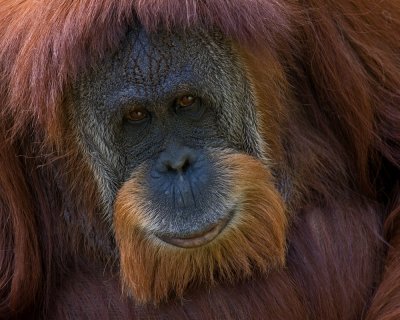 Orangutan IMGP3666.jpg