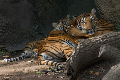 Malayan Tiger with cubs IMGP3652.jpg