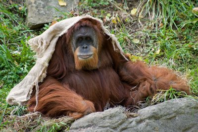 Orangutan IMGP3681.jpg