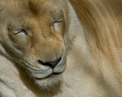 White Lioness IMGP3660.jpg