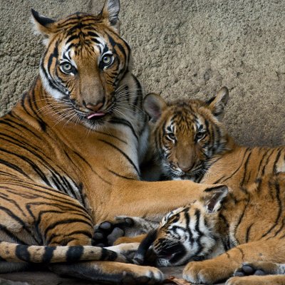 Malayan Tigers - mother and cubs IMGP3847.jpg