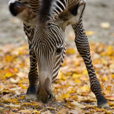 Grevys Zebra colt  IMGP3877.jpg