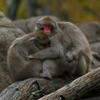 Japanese macaques IMGP3795.jpg