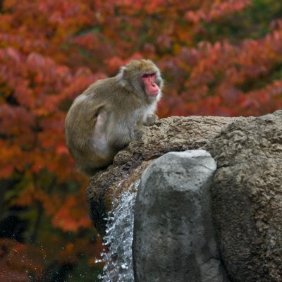 Japanese macaque IMGP3788.jpg