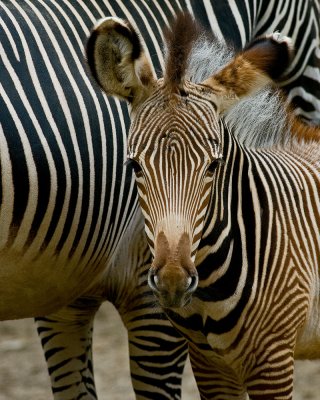 Grevys Zebra Colt IMGP3863.jpg