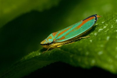 Leaf Hopper IMGP4147.jpg