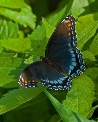 Red-spotted Purple IMGP4253.jpg