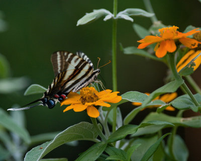 Zebra Swallowtail IMGP4320.jpg