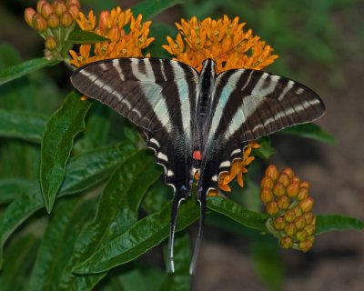 Zebra Swallowtail IMGP4335.jpg