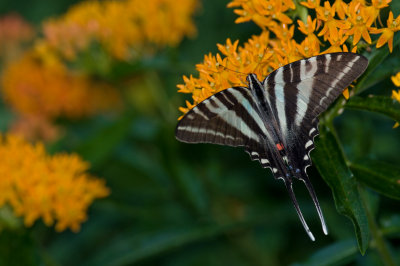 Zebra Swallowtail IMGP4342.jpg