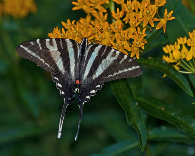 Zebra Swallowtail IMGP4343.jpg