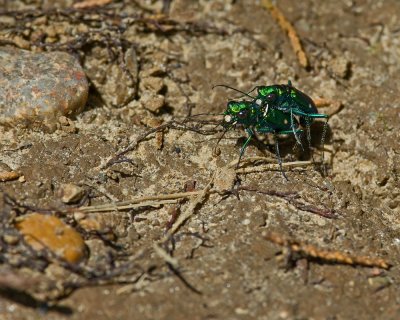 Six-spotted Green Tiger Beetles IMGP4384.jpg